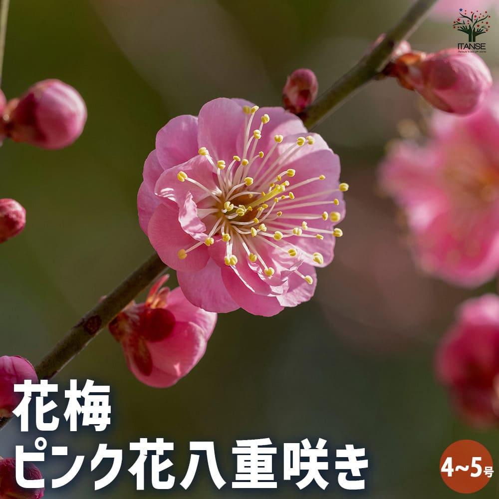 【マラソン★P５倍】花梅の苗木 ピンク八重咲 花木苗 4～5号 1個売り 梅苗 うめの苗 うめ苗 梅の苗木 簡単栽培 ガーデニング 家庭菜園 梅酒 梅干し 送料無料 即納