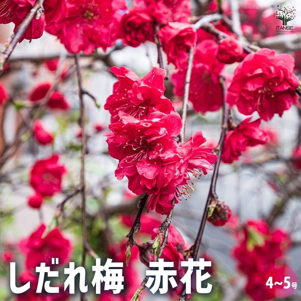 紅シダレ梅（梅）庭木（曲がりありカッチョイイサイズ） Amazon.co.jp: 花木 花梅 紅しだれ 1株 / 国華園 25年秋商品 : DIY
