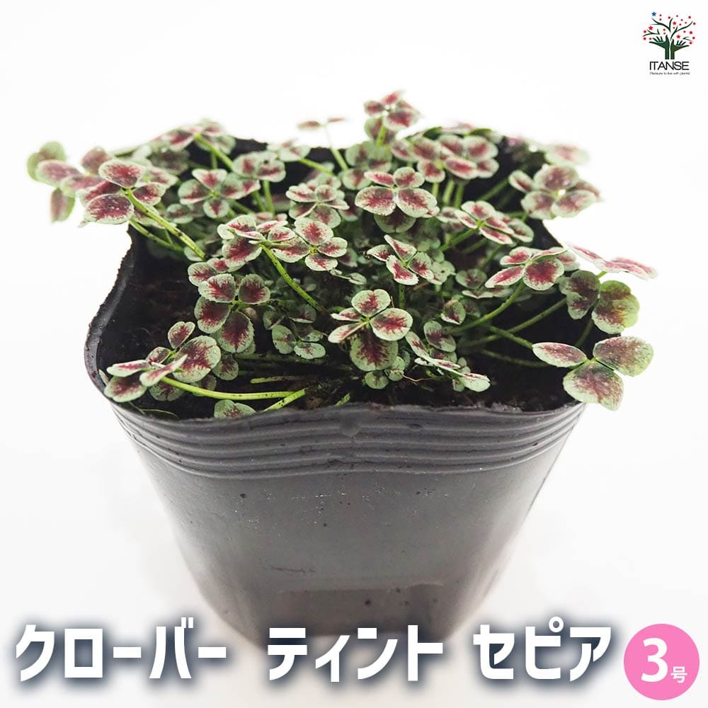 観葉草木特集