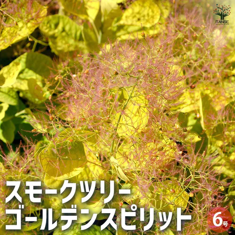 スモークツリー 100サイズ 2箱 ※専用ページ 002-40222_m.jpg