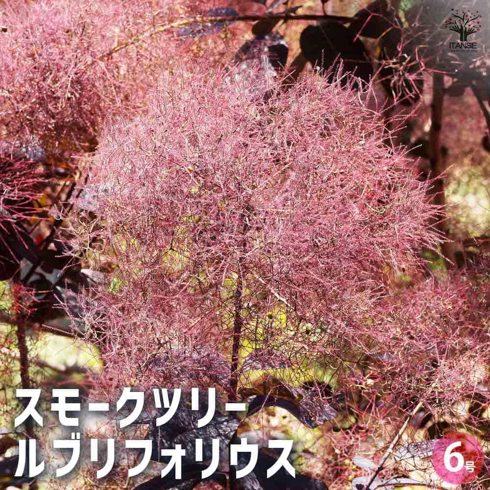 スモークツリー 100サイズ 2箱 ※専用ページ スモークツリー3号ポット苗 4本おみつくろいセット〈花光園
