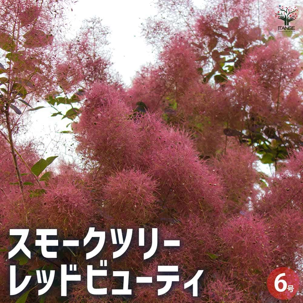 観葉草木特集