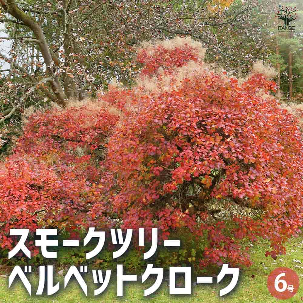 【マラソン★P5倍】スモークツリー ベルベットクローク 花木苗 6号 1個売り スモークツリー ロイヤルパープル 煙の木 ケムリノキ ケムリの木 スモークブッシュ ハグマノキ フラワー 花苗 花木 送料無料 即納