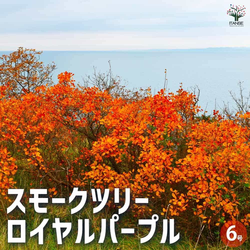 観葉草木特集
