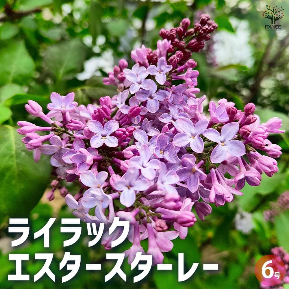 ライラック/大株【品番3130】 ライラック/大株【品番3130】 苗木・植木