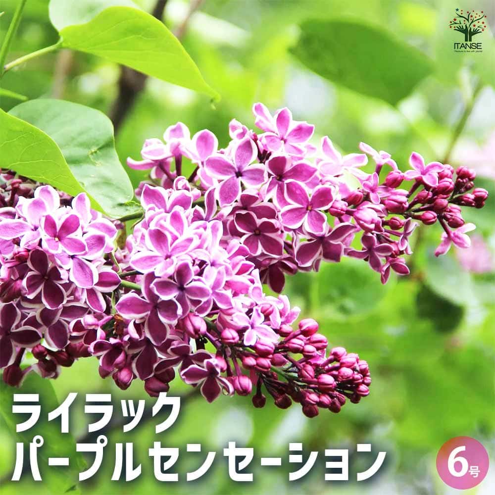 ライラック　　木臼 Amazon.co.jp: 【ライラック苗】白花ライラック苗 リラの木
