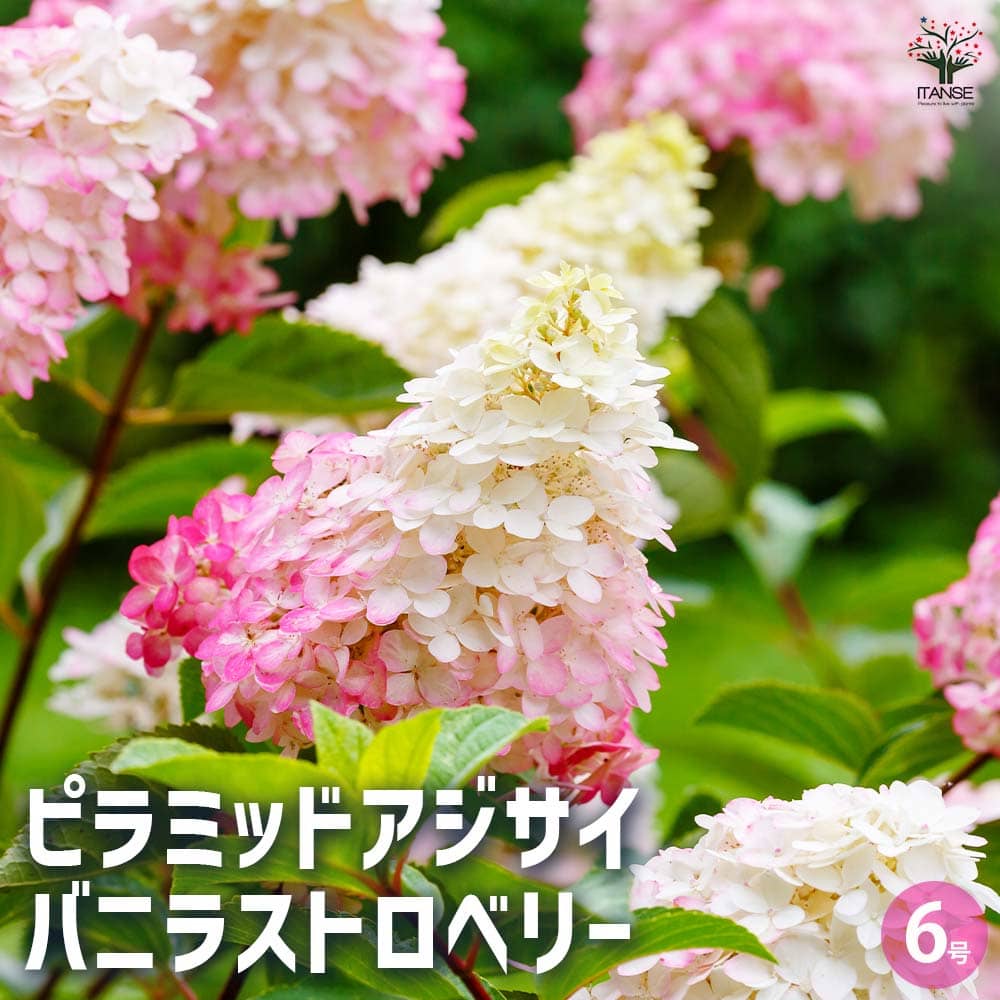 【楽天市場】【マラソン期間P5倍】アジサイ ピラミッドアジサイ バニラストロベリー 花木苗 6号 1個売り あじさい苗 あじさい アジサイ苗 ...