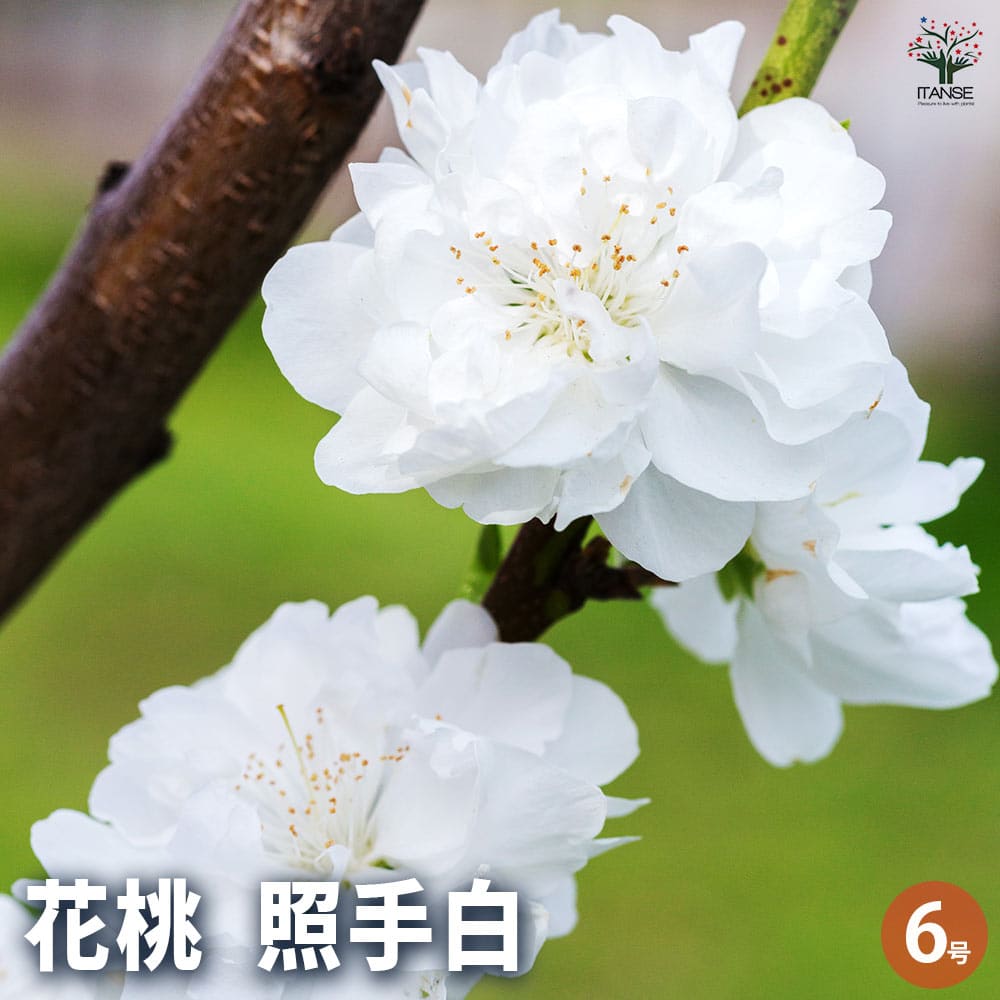 【送料無料】花桃の苗木 照手姫 白 花木苗 6号 1個売り モモ苗 モモの苗 もも苗 ももの苗木 桃の苗 桃苗 李の苗 ガーデニング 家庭菜園 送料無料 即納 6,144円