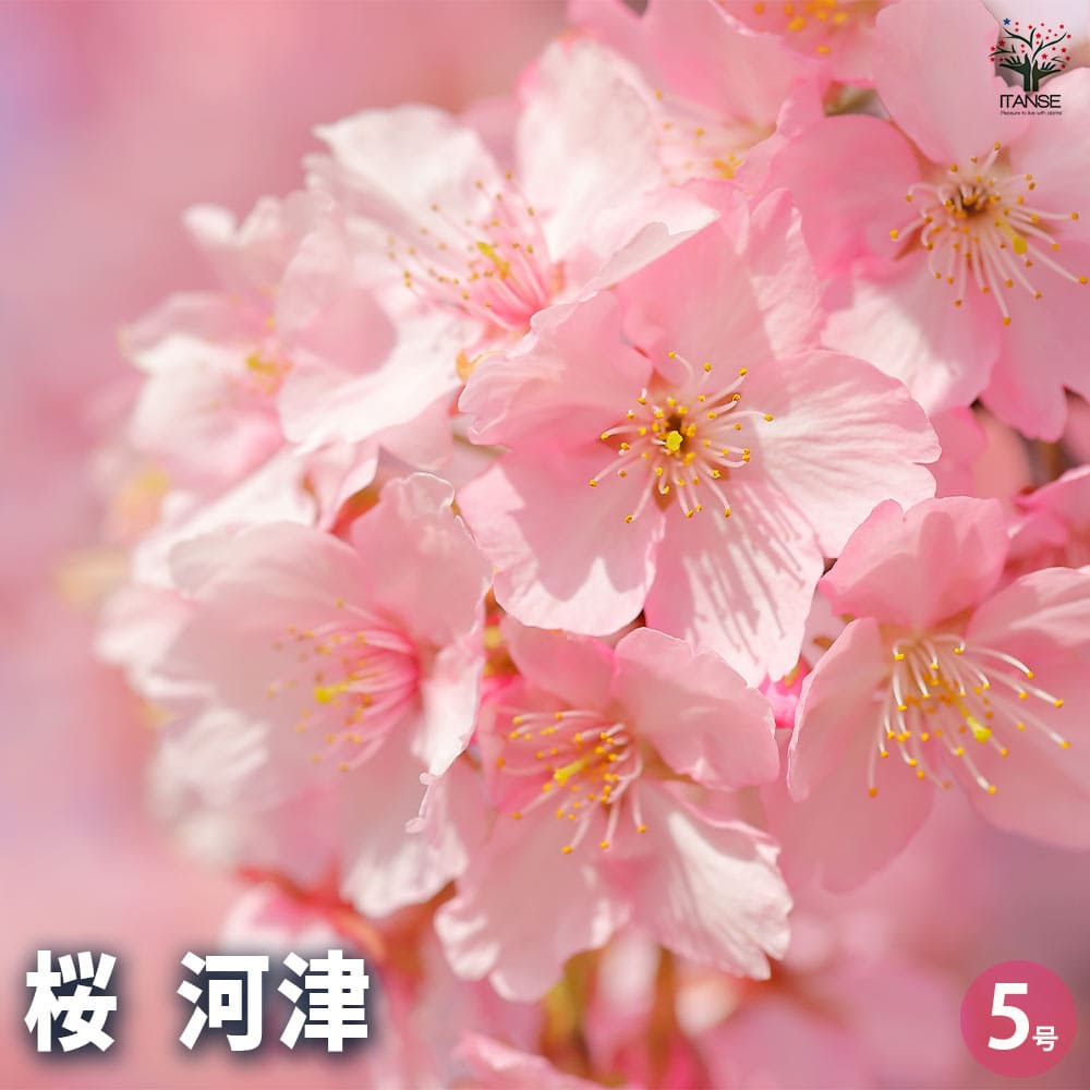 観葉草木特集