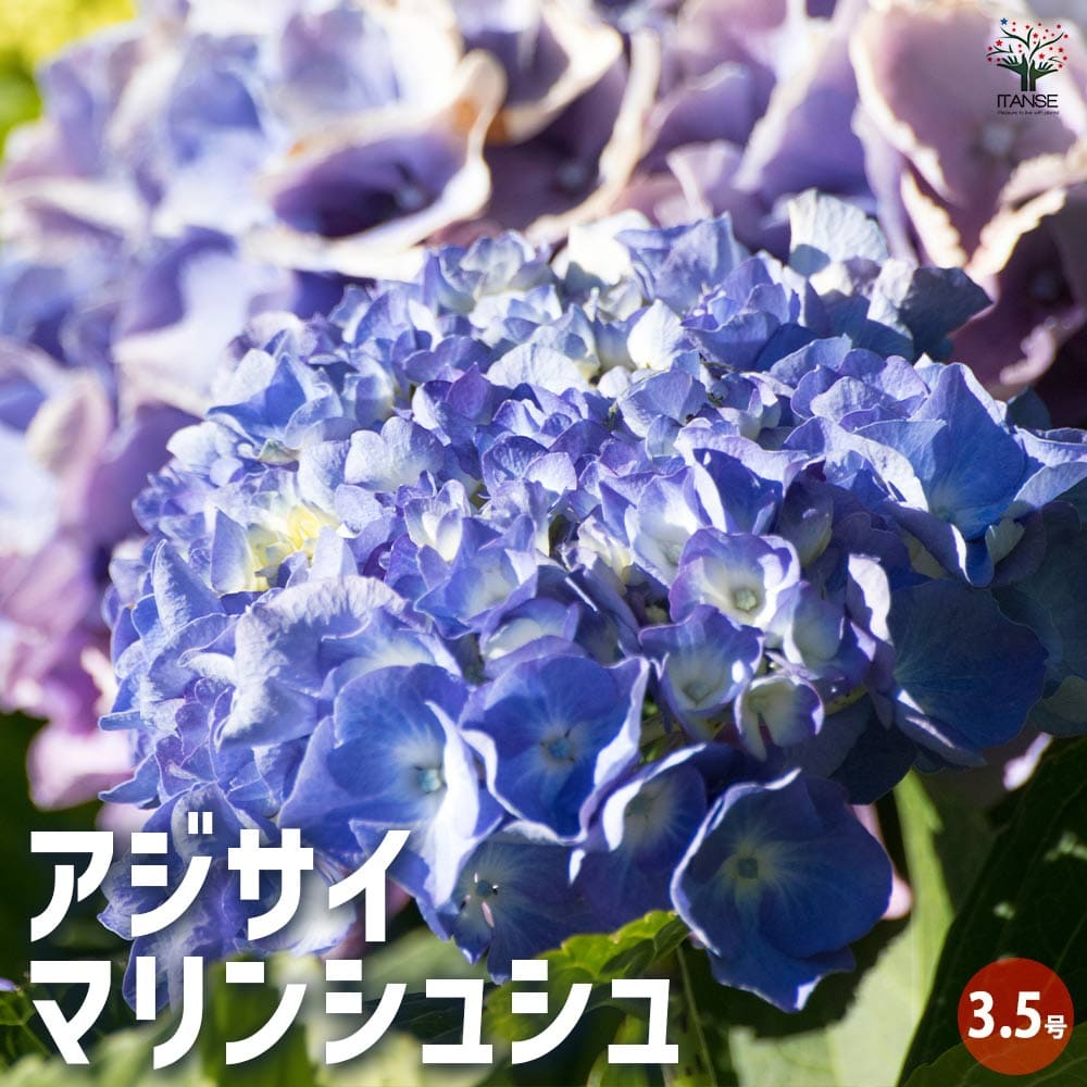 楽天市場】【送料無料】秋色アジサイ