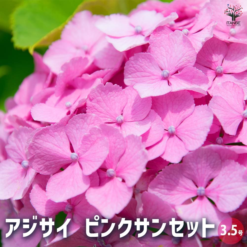 【花苗】ハイドランジア スターリットスカイ タグ付き正規品 紫陽花 あじさい 2025年最新】スターリットスカイの人気アイテム - メルカリ