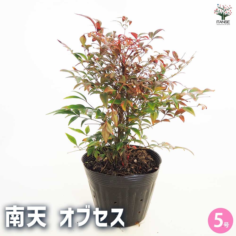 楽天市場】難を転ずる縁起木 錦糸南天 おりひめ 織姫 苗 ナンテン