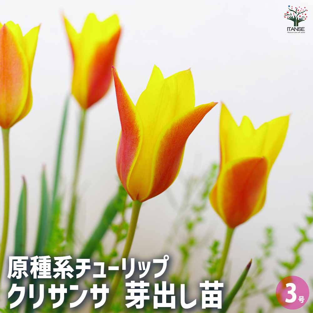 楽天市場】【ポイントUP☆マラソン期間】球根 原種系チューリップ