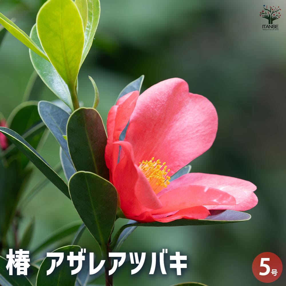 観葉草木特集