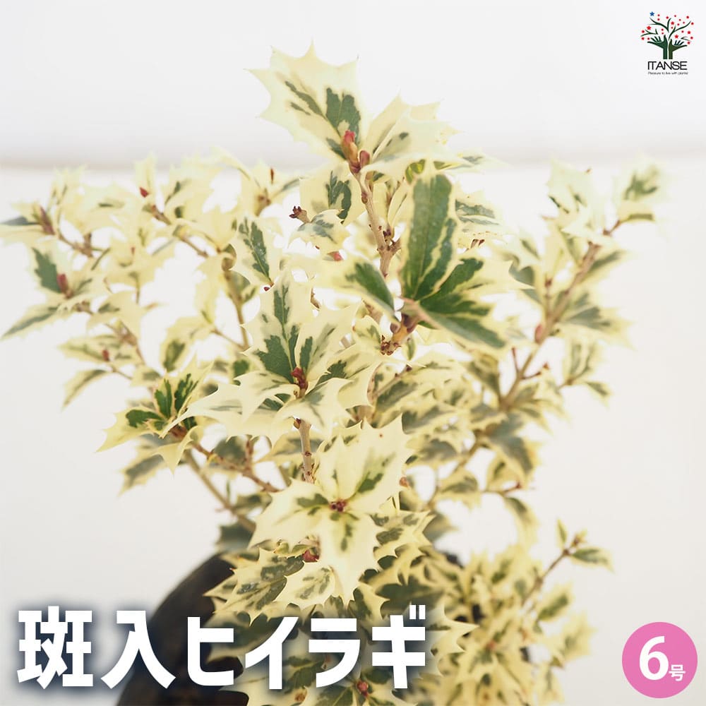 楽天市場】《送料無料》 斑入りヒイラギ（フイリヒイラギ） 樹高0.9m