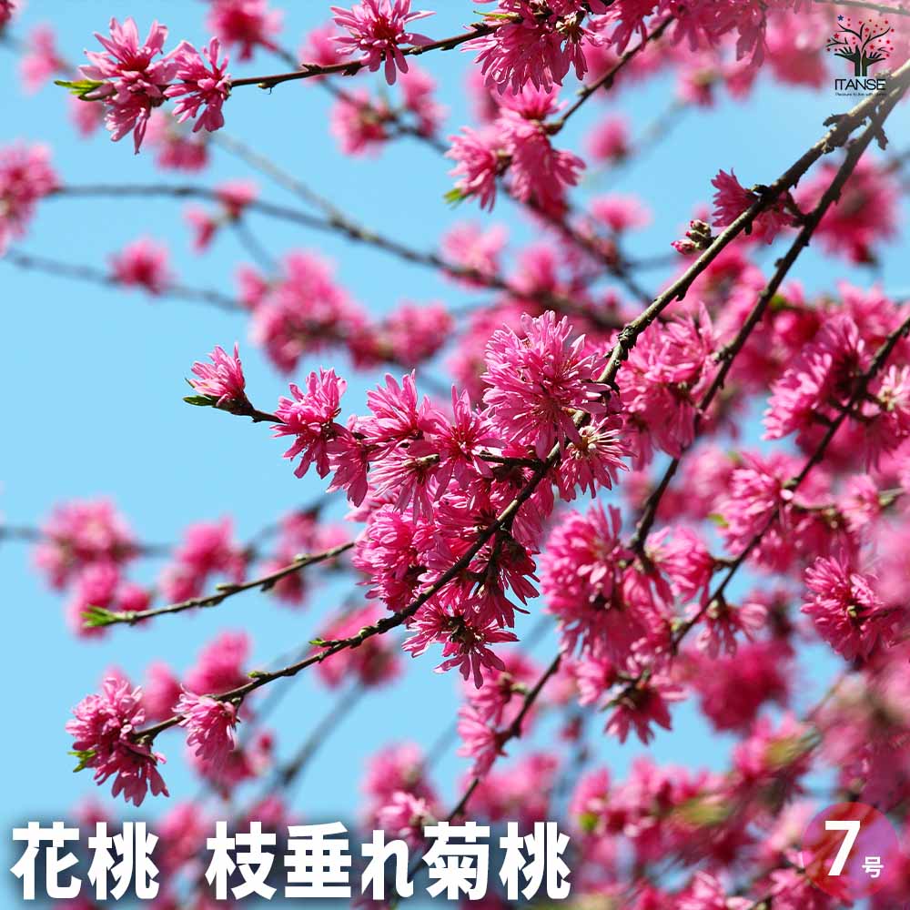 観葉草木特集