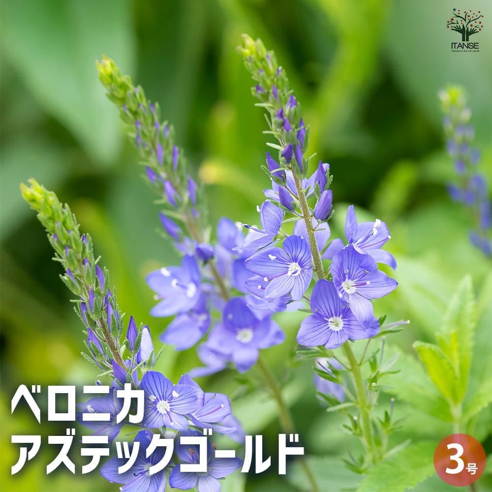【送料無料】ベロニカ アズティックゴールド 花苗 3号 Veronica longifolia Charlotte オオバコ ゴマノハグサ クワガタソー 送料無料 即納