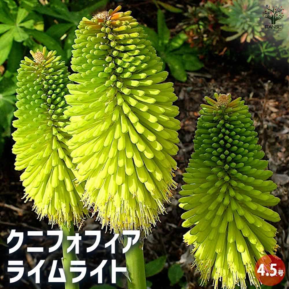 楽天市場】トリトマ 「ミニスターヴァーシェアー」 4.5号ポット苗（k7