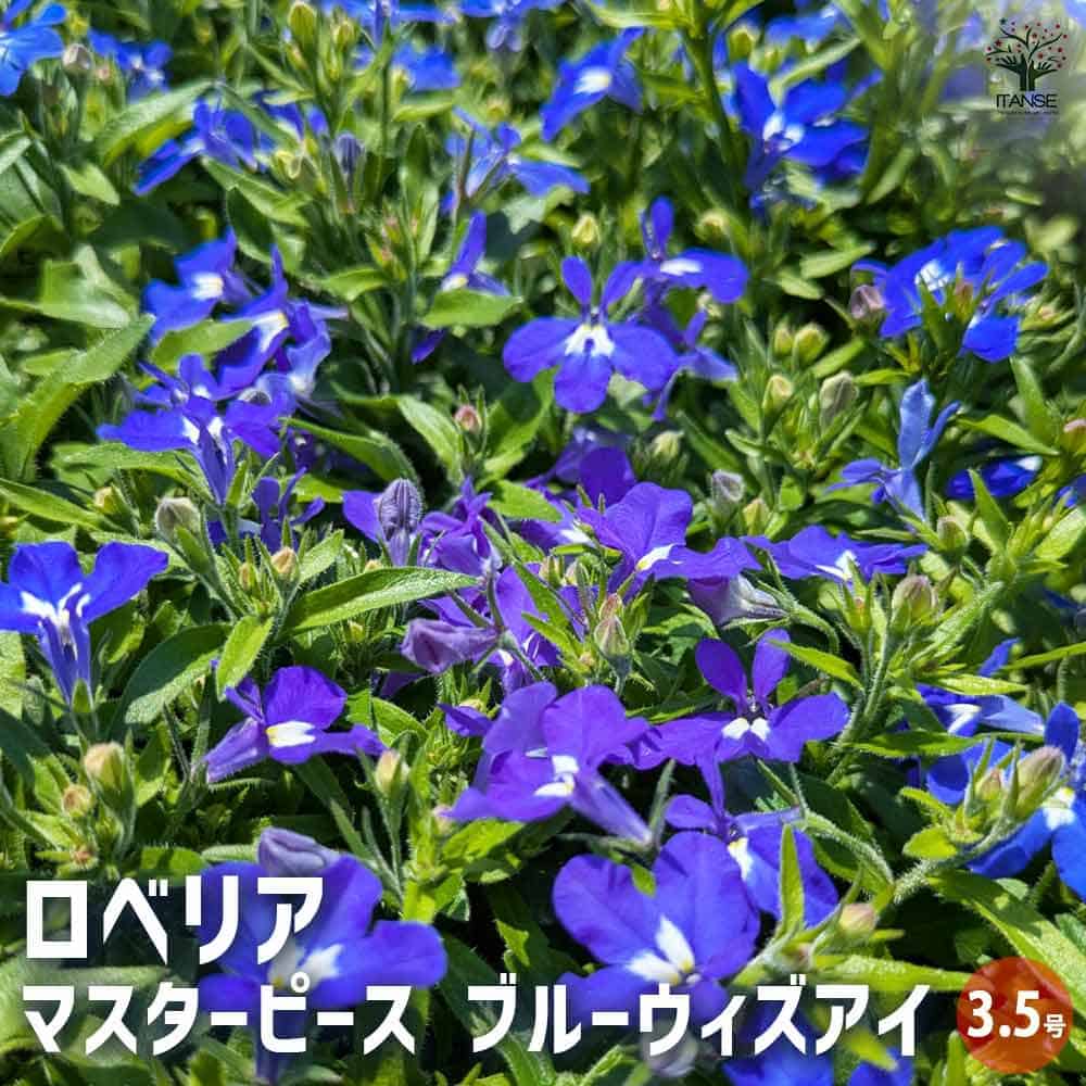 【楽天市場】【送料無料】ロベリア マスターピース ブルーウィズアイ 花苗 3.5号 ロベリア Lobelia hybrid 瑠璃溝隠 ルリ ...