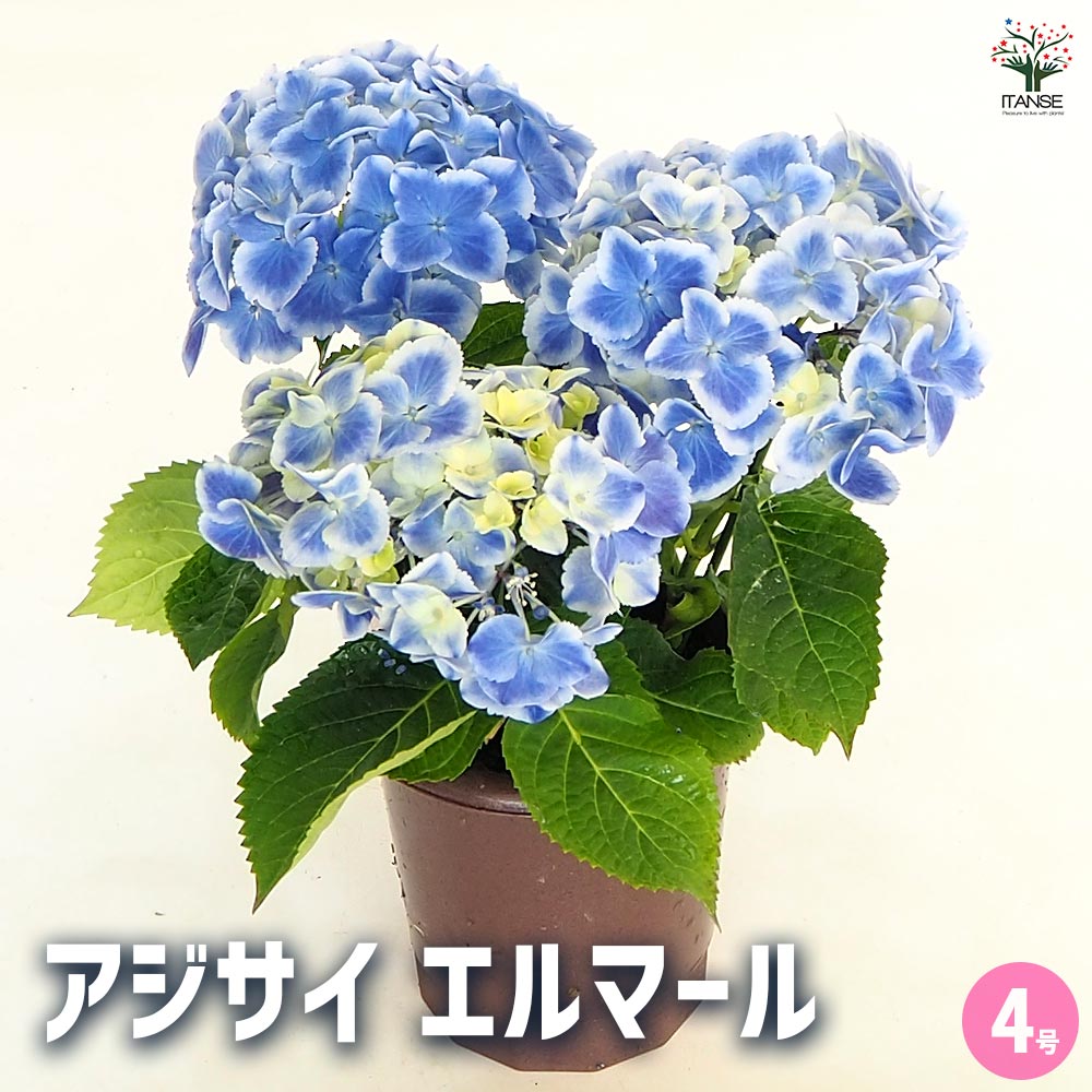 【送料無料】アジサイ エルマール 【 花木苗 4号 】 あじさい苗 あじさい アジサイ苗 アジサイの苗 紫陽花