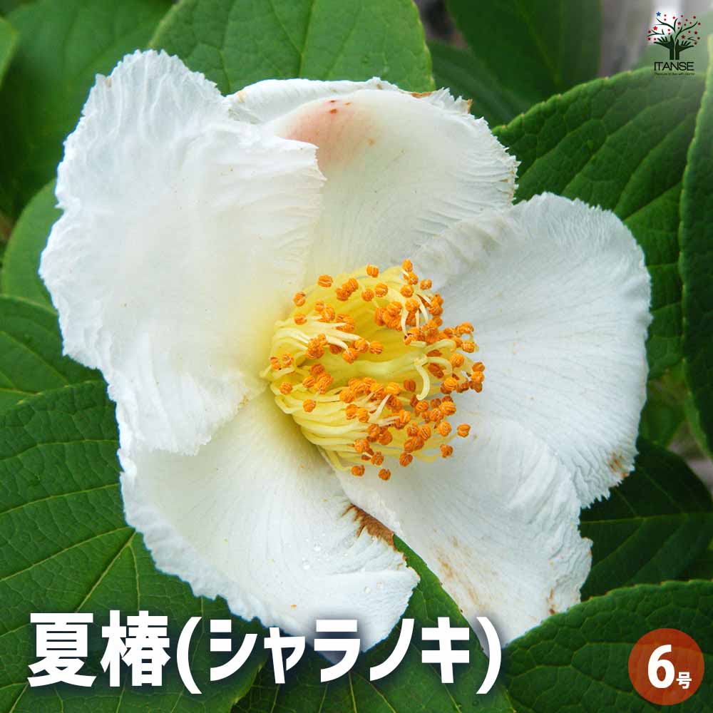 【楽天市場】【送料無料】夏椿(シャラノキ) 【 花木苗 6号/1個売り 】 夏椿 ツバキ 聖樹 落葉 高木 記念樹 苗 苗木 庭植え 地植え ...