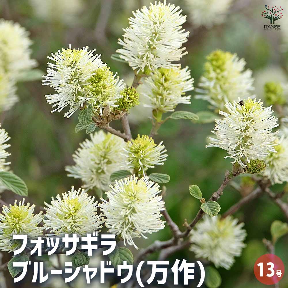 楽天市場】フォッサギラマヨール（シロバナマンサク）白花 小庭