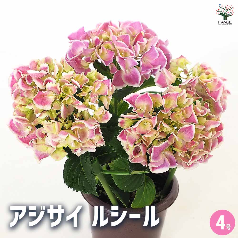 ラストです！輸入アジサイ 苗 5種セット！④ 楽天市場】アジサイ（苗物｜ガーデニング・農業）：花・ガーデン