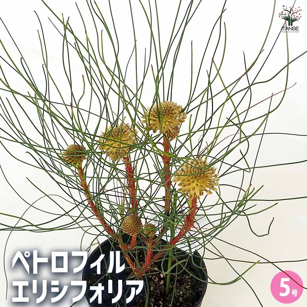 k k様VIPルーム　ペトロフィルエリシフォリア ペトロフィル エリシフォリア 5寸鉢植え 写真は花が付いてい