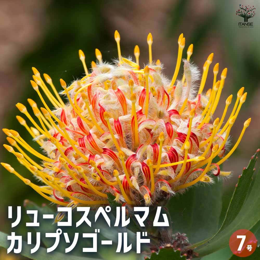 【送料無料】リューコスペルマム カリプソゴールド 【 花木苗 7号／1個売り 】 花苗 花の苗 花木の苗 花木 リューコスペルマム ピンクッション レウコスペルマム