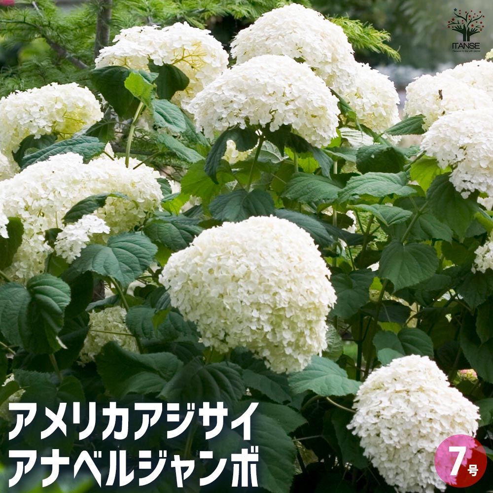 観葉草木特集