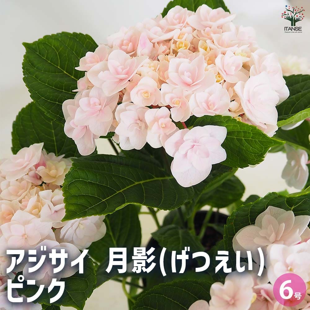 楽天市場】アジサイ 星あつめ ブルー 4号鉢 ハイドランジア