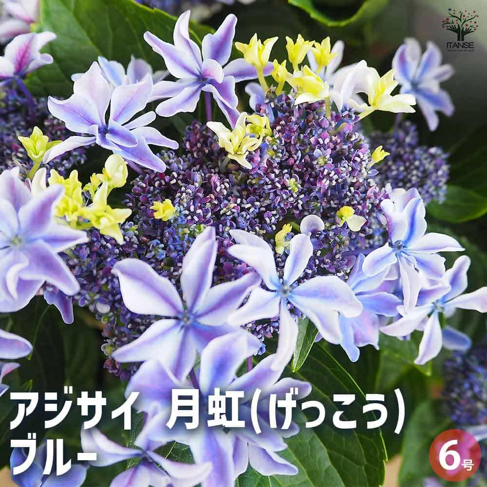 【訳あり】　アジサイ　育成用株　15ポット　紫陽花 訳あり】 アジサイ 育成用株 15ポット 紫陽花 鉢花