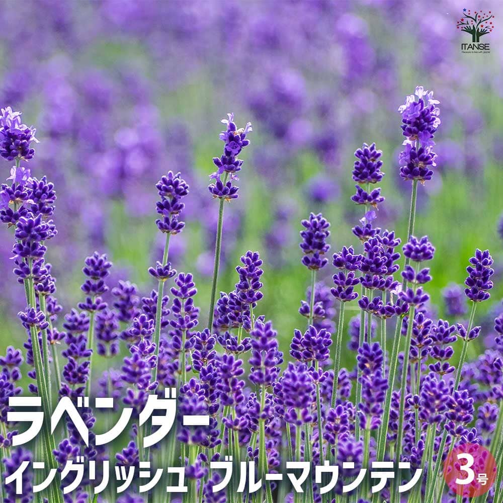 水色ブルー ラベンダー ピンクビジュー 立体的なブローチヴィンテージと他1セット 水色ブルー ラベンダー ピンクビジュー 立体的なブローチ