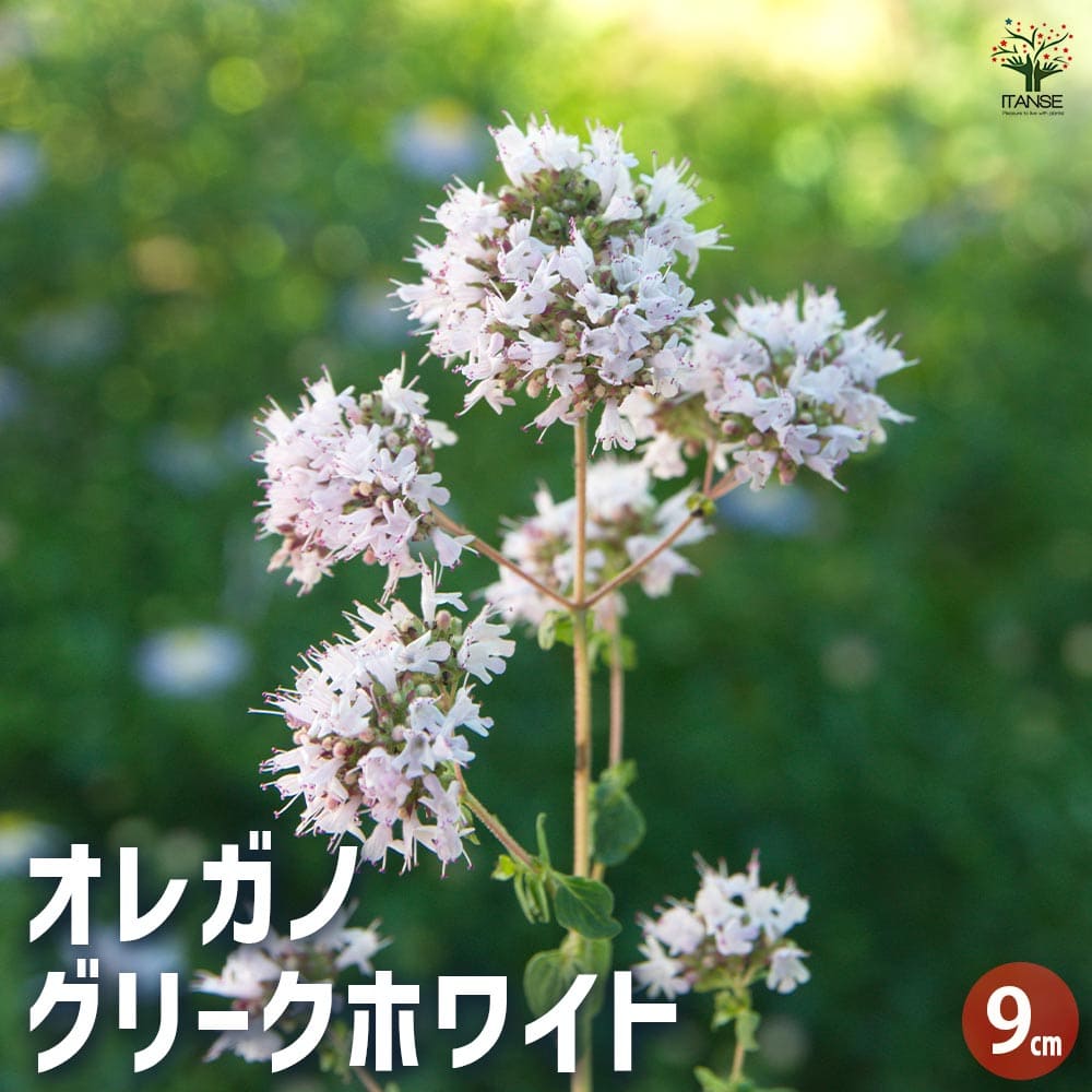 【マラソン★P５倍】オレガノ グリークホワイト ハーブの苗 9cmポット 花オレガノ ガクの保ちが良いので、切り花やドライフラワーにも使われます 送料無料 即納