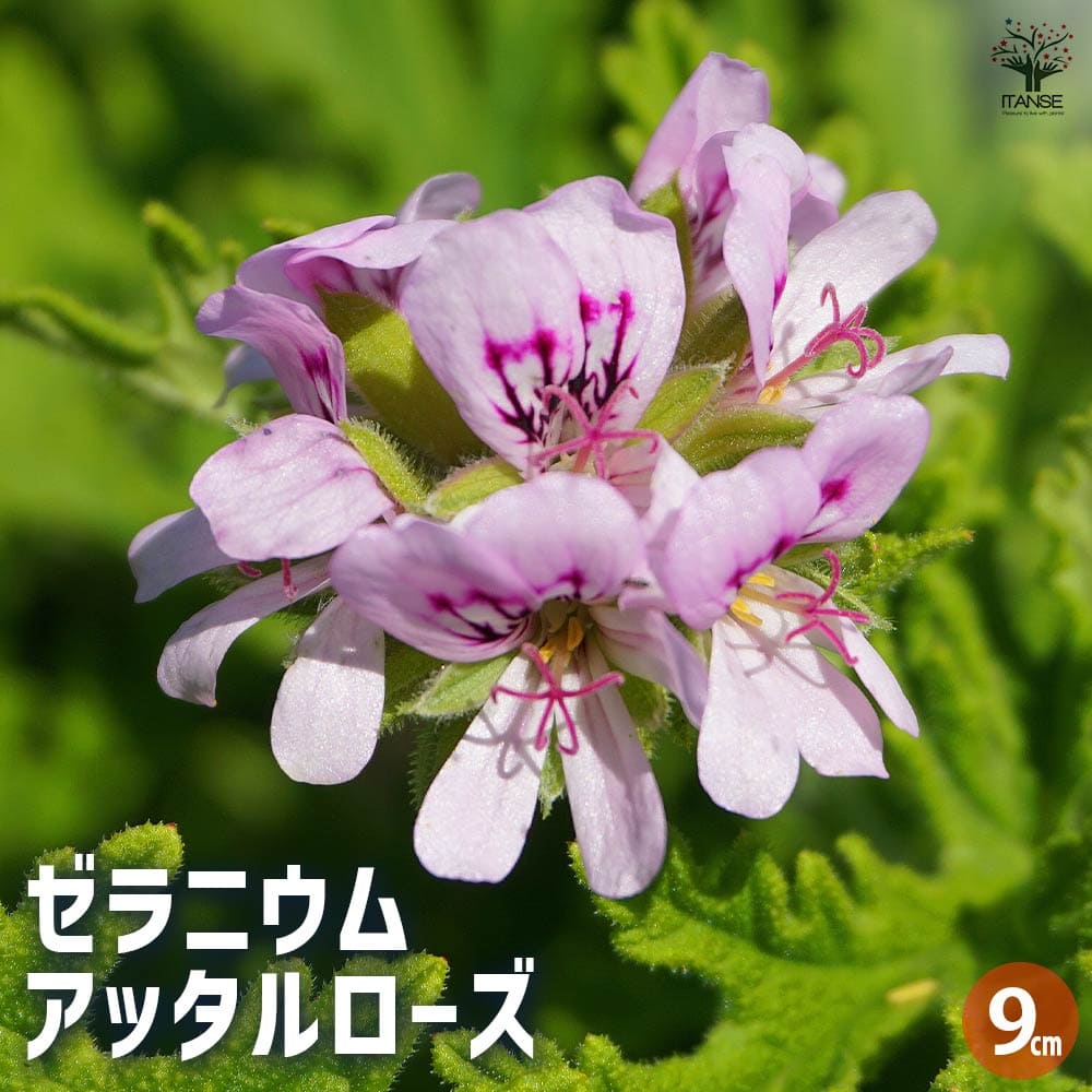 楽天市場】【ゼラニウム 苗】大輪ゼラニウム ローズウィズアイ花