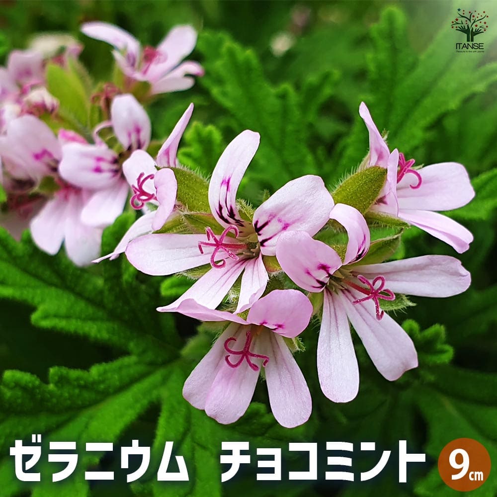 香香 様 ゼラニウム苗 7品種 8点 香香 様 ゼラニウム苗 7品種
