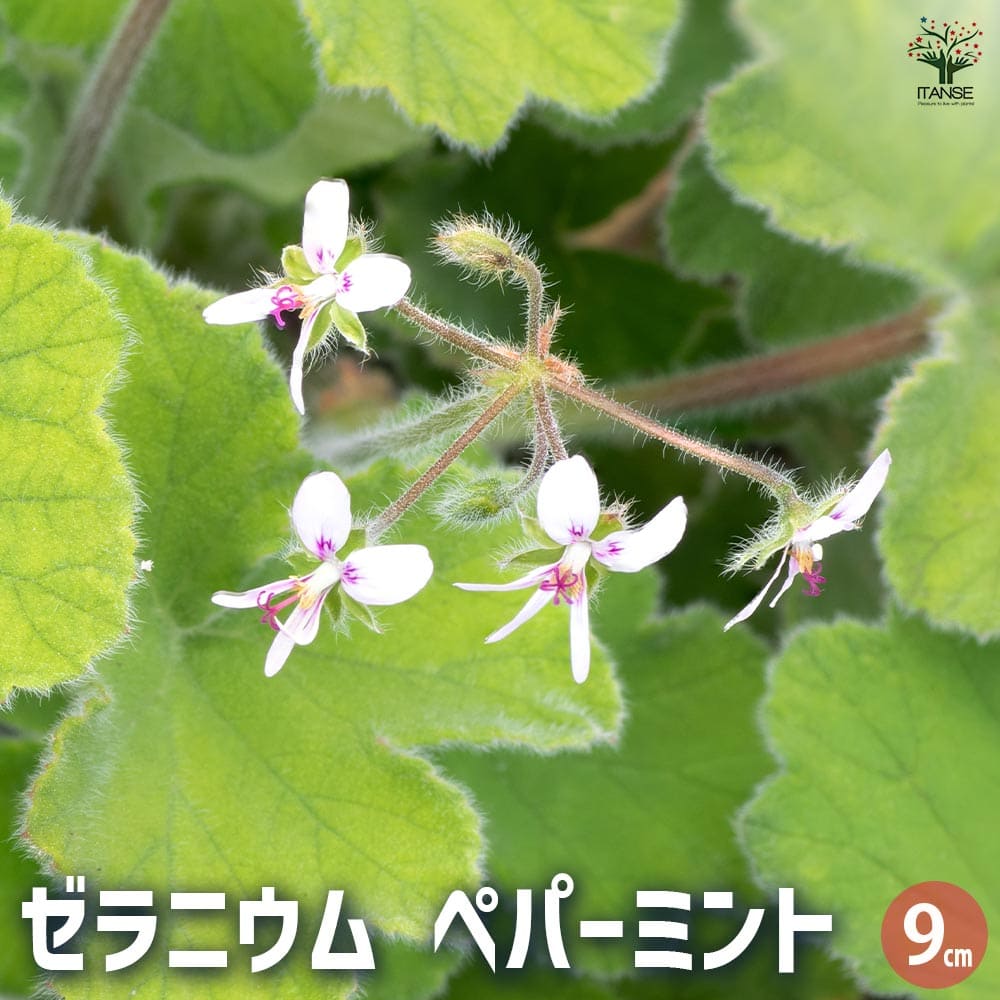楽天市場】ゼラニウム 苗 【チョコレートミントゼラニューム】 3号
