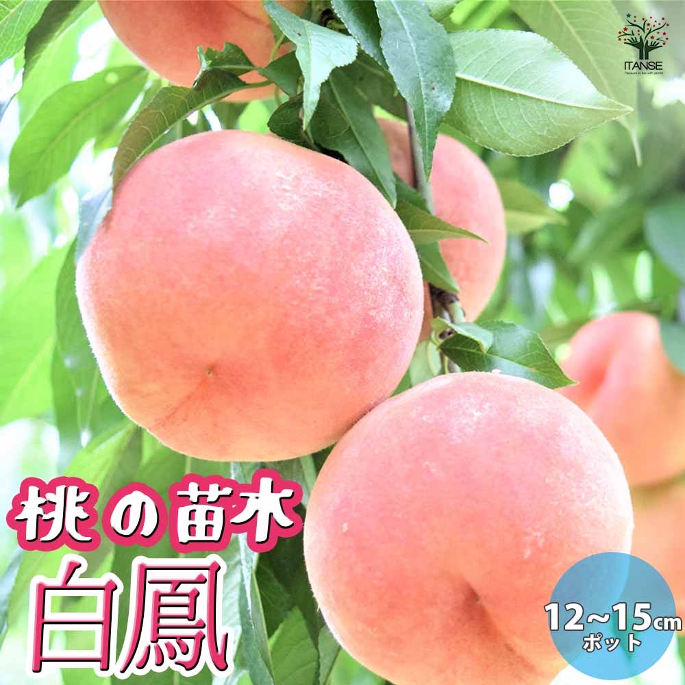 【マラソン★P5倍】桃の苗木 白鳳 果樹苗 接木苗12～15cmポット 1個 モモ苗 モモの苗 もも苗 ももの苗木 桃の苗 桃苗 李の苗 農園 庭植え 趣味 園芸 収穫 花木 植木 庭木 鉢植え シンボルツリー 記念樹 路地植え 収穫 通販 送料無料 即納