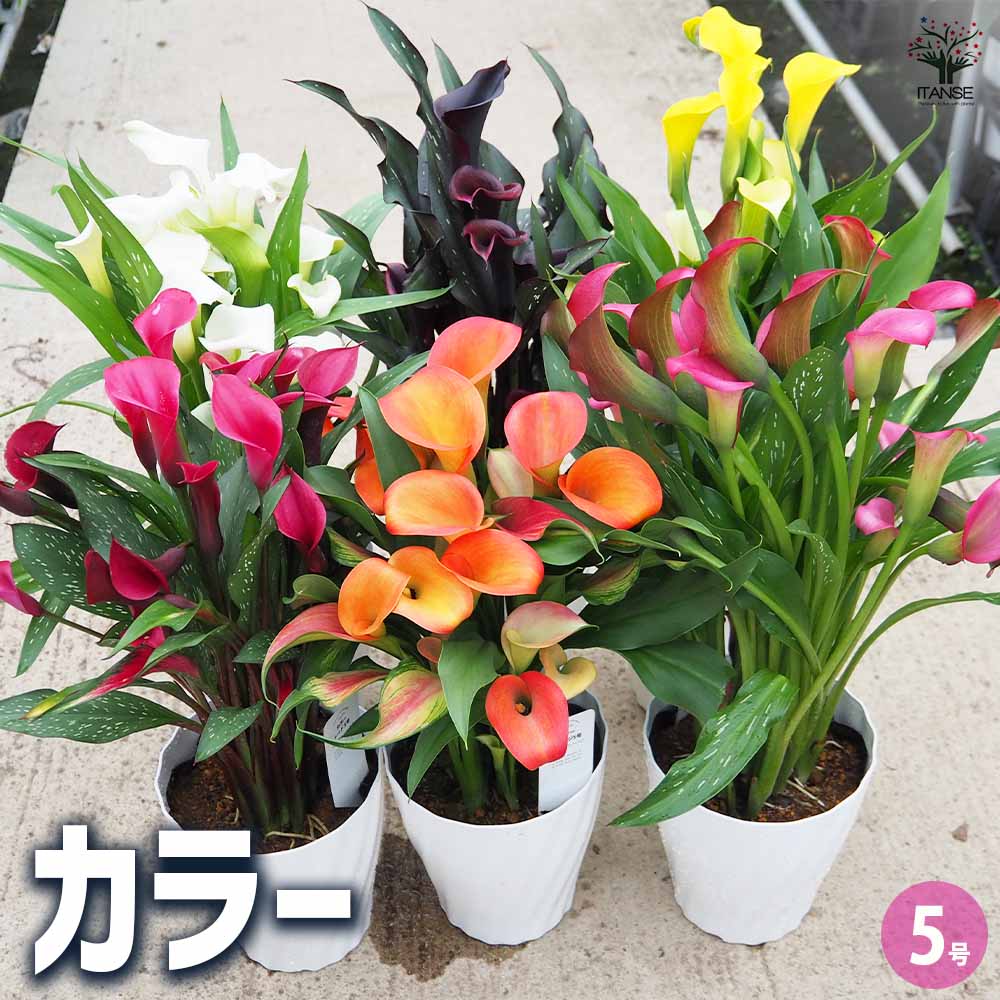 写実画 【和蘭海芋】　肉質画　サインあり オランダカイウ（和蘭海芋） (ケア, 特徴, 花, 画像, 有毒)