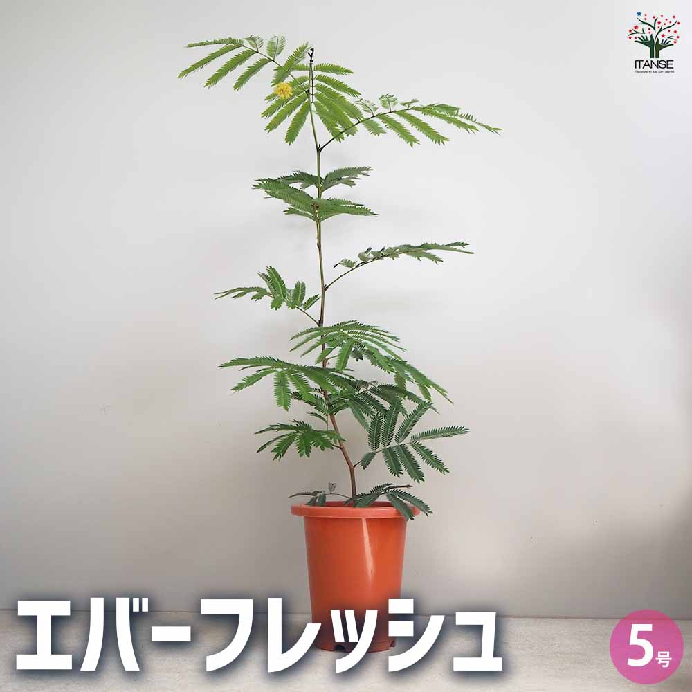 楽天市場】エバーフレッシュ 6号 ねむの木 観葉植物 インテリア