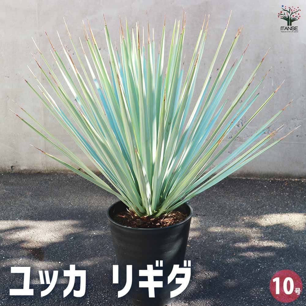 ユッカ　リギダ【24-461】 ユッカ リギダ｜おぎはら植物園