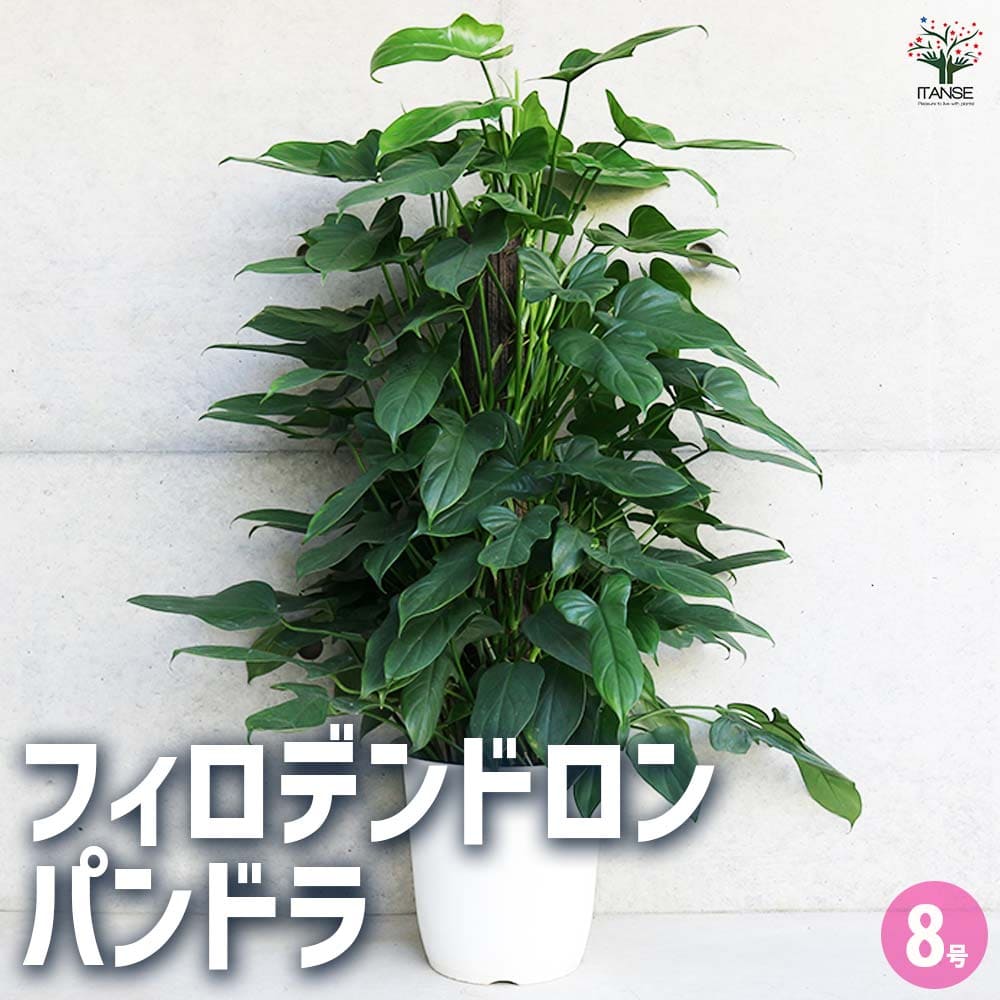 楽天市場】【P2倍☆マラソン中】 ヒスイカズラの苗 ( 翡翠葛