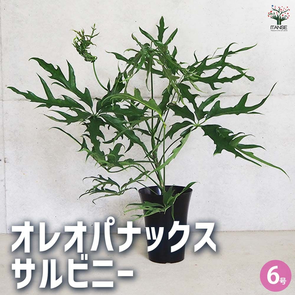 【マラソン★P５倍】オレオパナックス サルビニー 観葉植物 6号鉢 1個売り 希少 レア 観葉植物 送料無料 即納