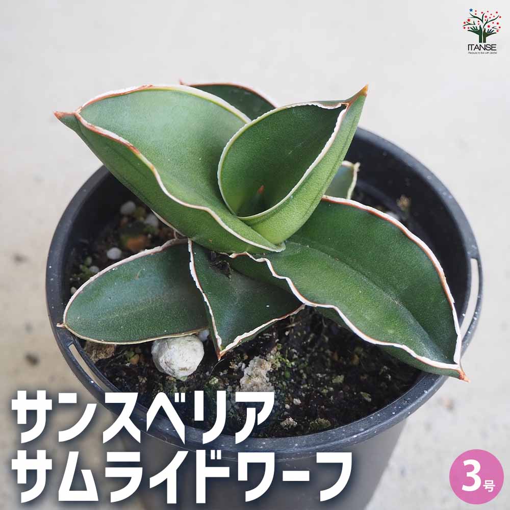 【マラソン期間P5倍】サンスベリア サムライドワーフ 観葉植物 3号鉢 リビング オフィス 事務所 インテリア お祝い 新築祝い 引越し祝い 結婚祝い 新生活 送料無料 即納|植物販売のITANSE店