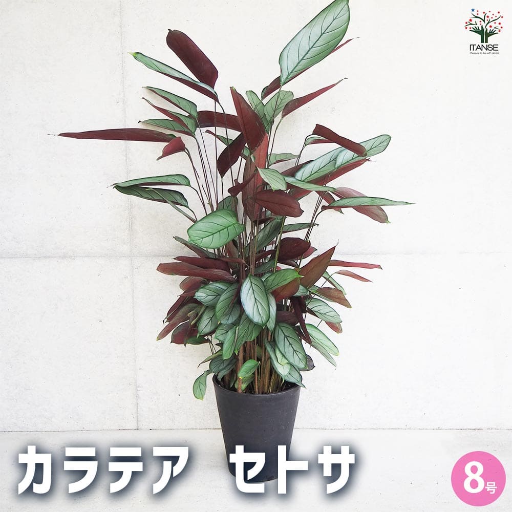 楽天市場】おしゃれ 観葉植物：クテナンテ オッペンハイミアナ*7