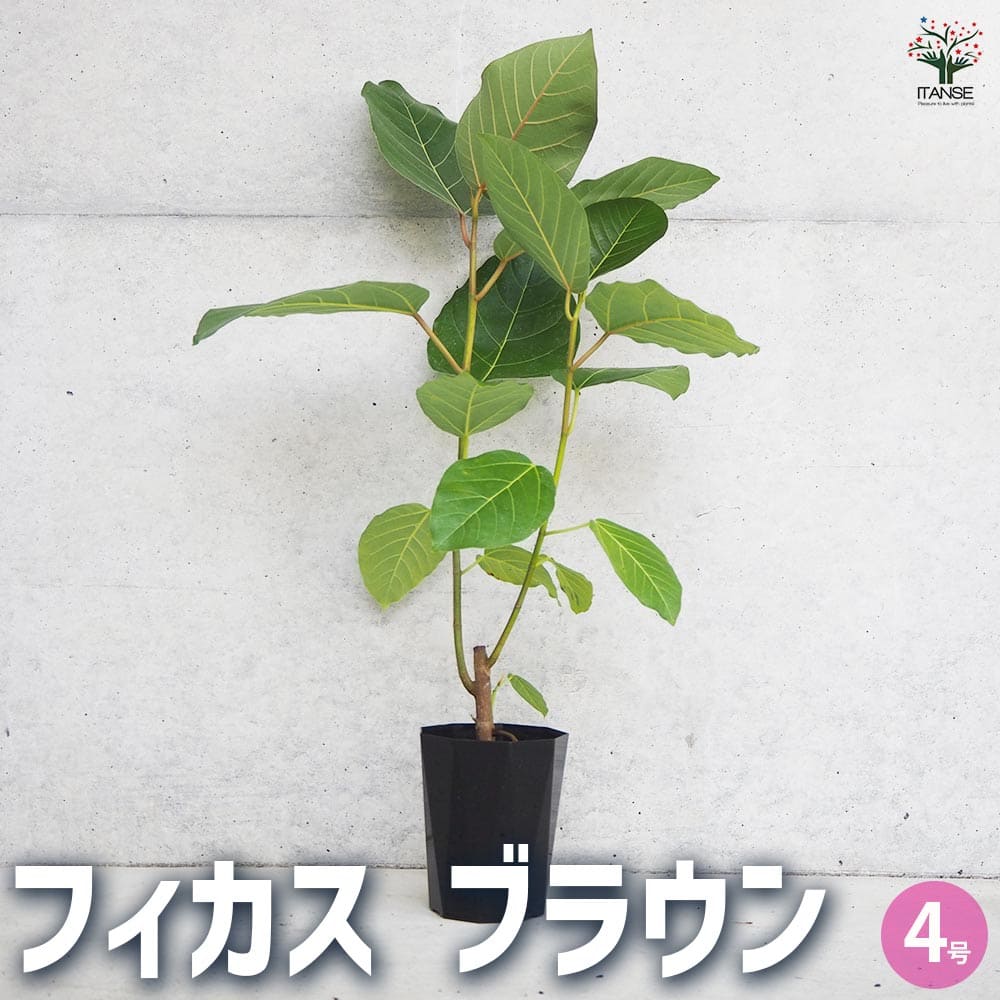 楽天市場】観葉植物 大型 フィカス・アメリカーナ・トレソー / 8