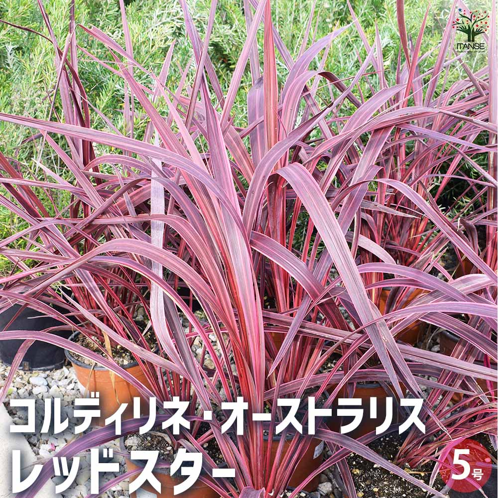 楽天市場】【ケース販売：6入】 コルジリネ（レッドスター） 6号