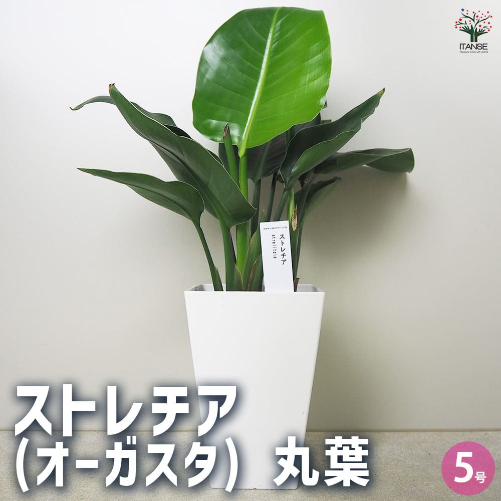 楽天市場】【送料無料】ストレリチアオーガスタ【観葉植物 中型 楽天市場】【送料無料】ストレリチアオーガスタ【観葉植物 中型