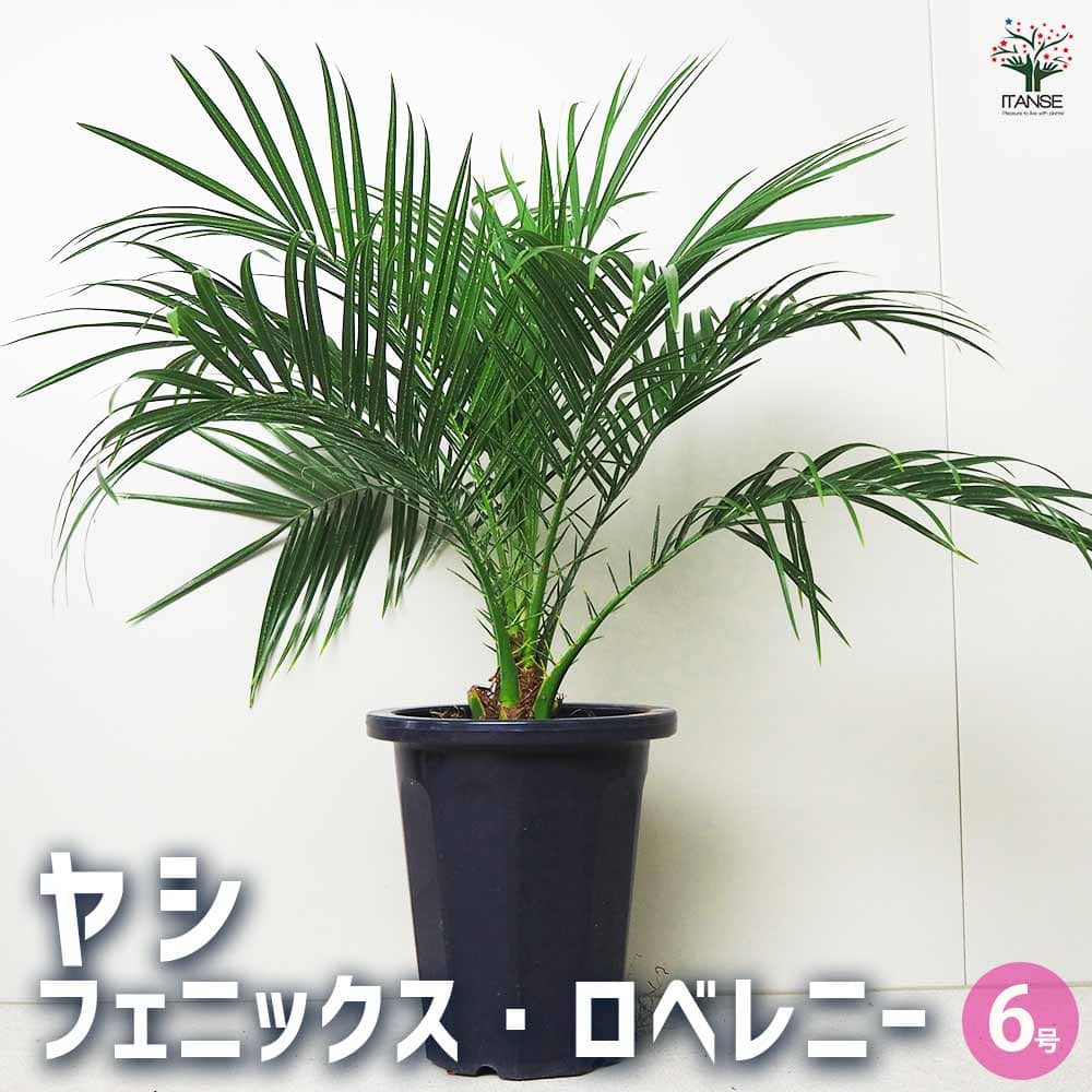 楽天市場】【送料無料】アレカヤシ【観葉植物 10号大鉢:尺鉢大型 楽天市場】【送料無料】アレカヤシ【観葉植物 10号大鉢:尺鉢大型