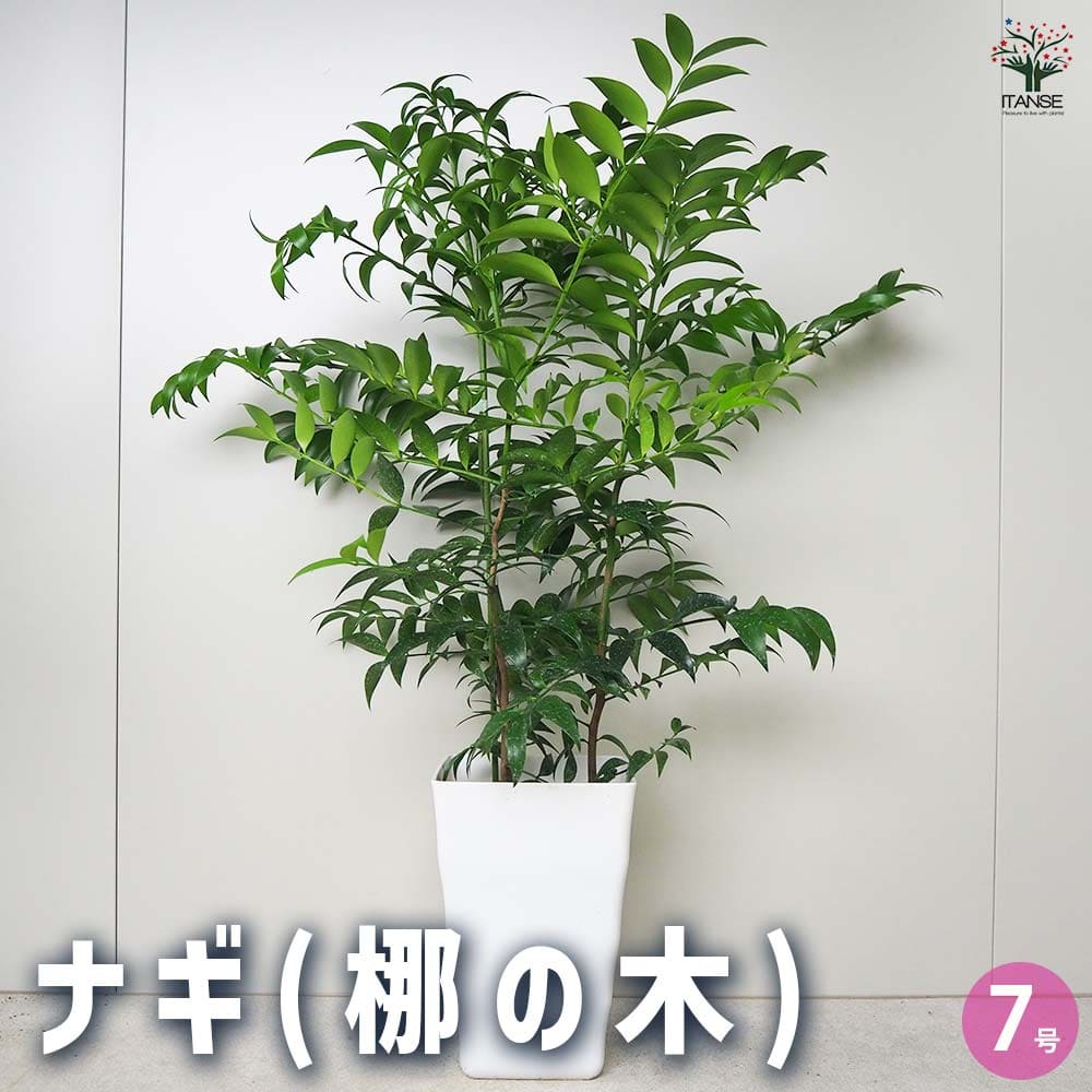 観葉草木特集